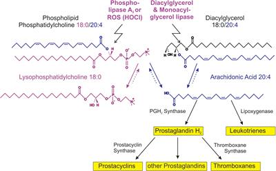 Phospholipases and Reactive Oxygen Species Derived Lipid Biomarkers in Healthy and Diseased Humans and Animals – A Focus on Lysophosphatidylcholine